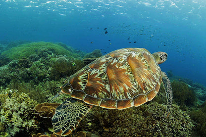 Komodo Sea Dragon
