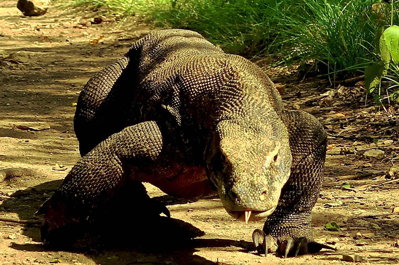 Komodo Sea Dragon