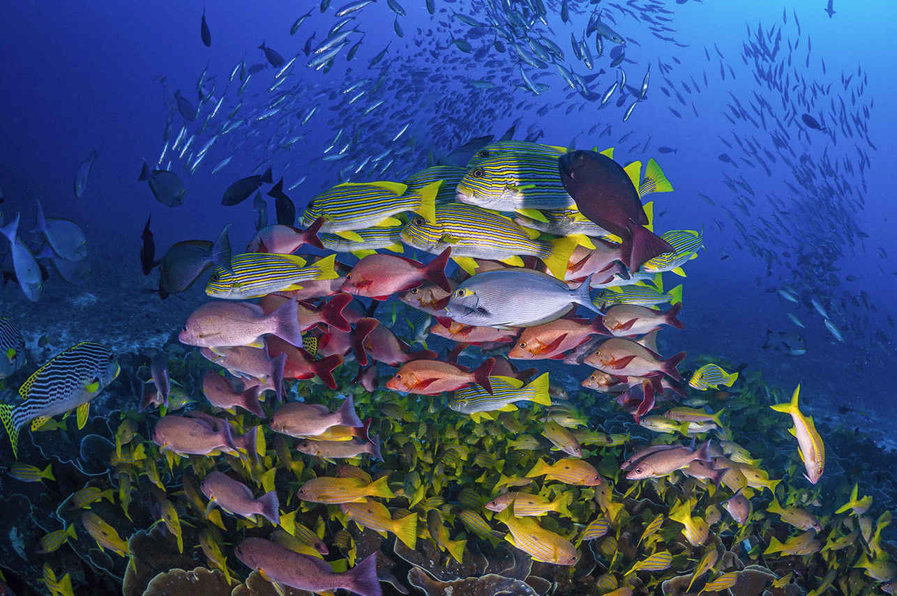 La Galigo Image