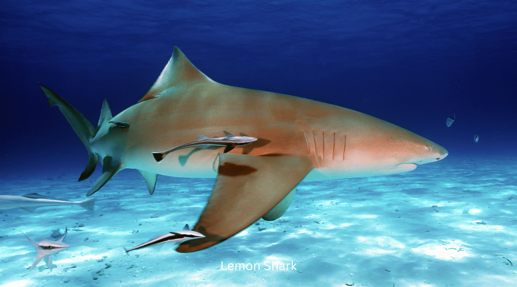 Lemon sharks marine creature