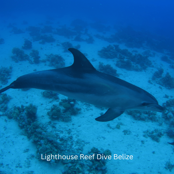 Lighthouse Reef Dive Belize Bottlenose Dolphins