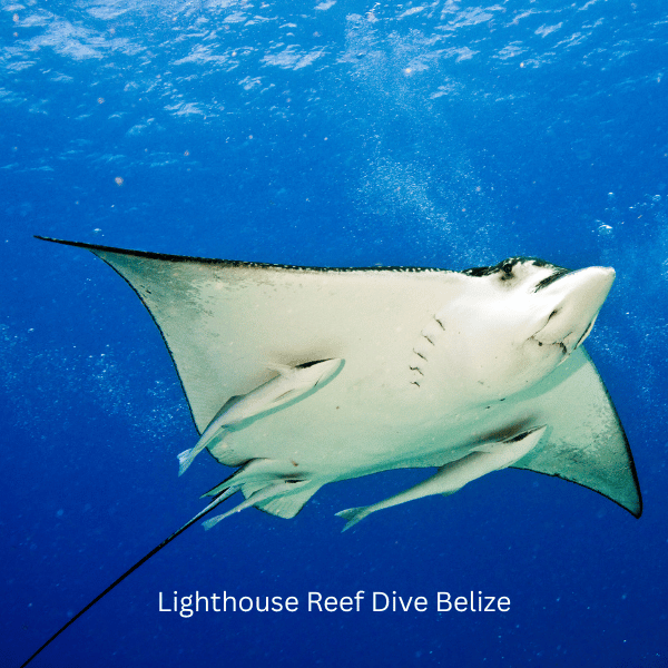Lighthouse Reef Dive Belize - Spotted Eagle Ray