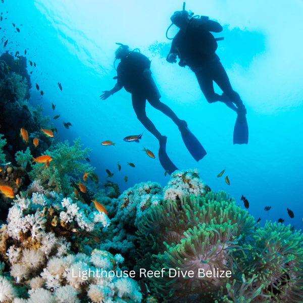 Lighthouse Reef Liveaboard Dive Belize