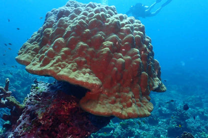 Lucky Marine Liveaboard