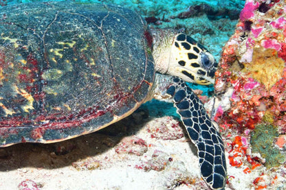 Lucky Marine Liveaboard