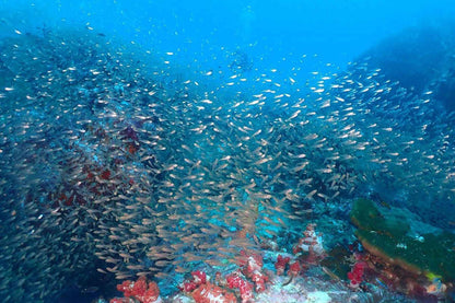 Lucky Marine Liveaboard