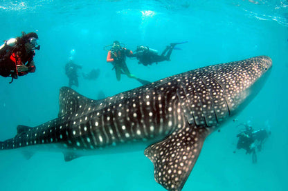 Maldives Aggressor II