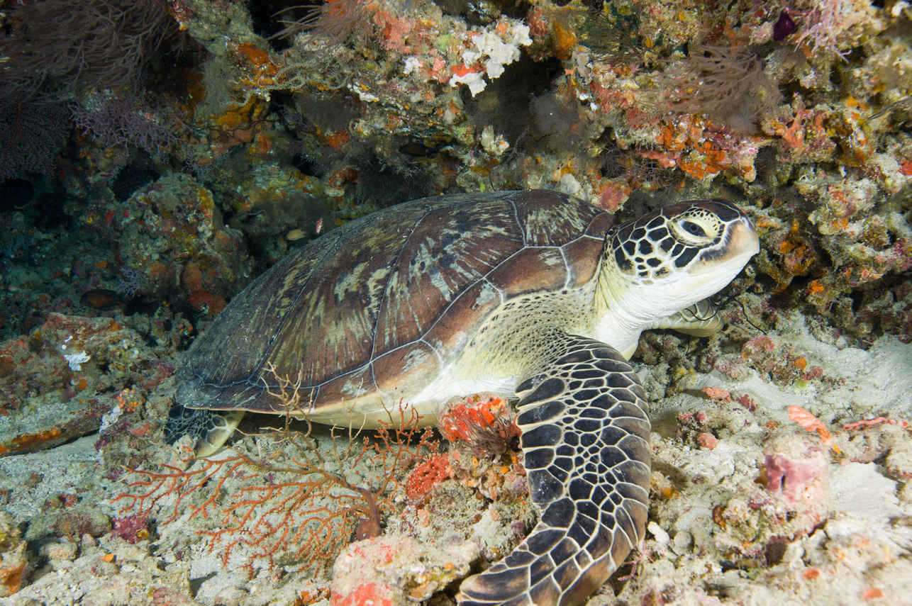 Maldives Aggressor II