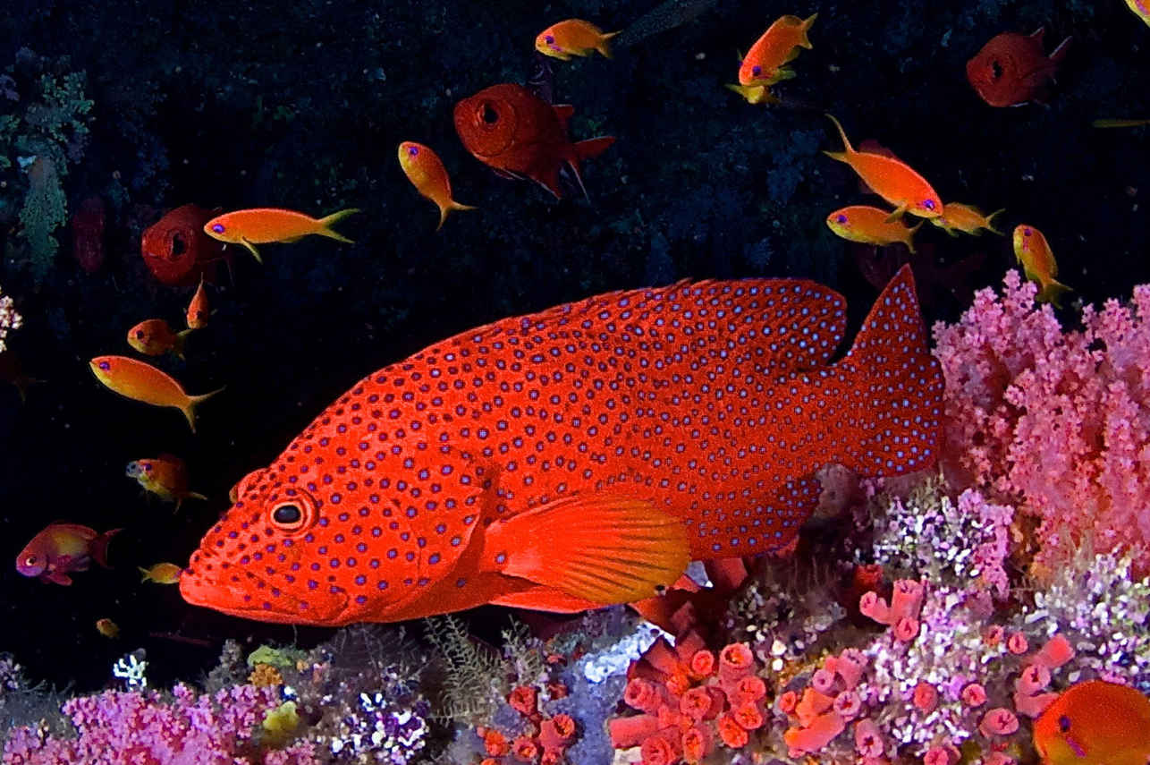 Maldives Aggressor II