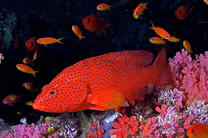 Maldives Aggressor II