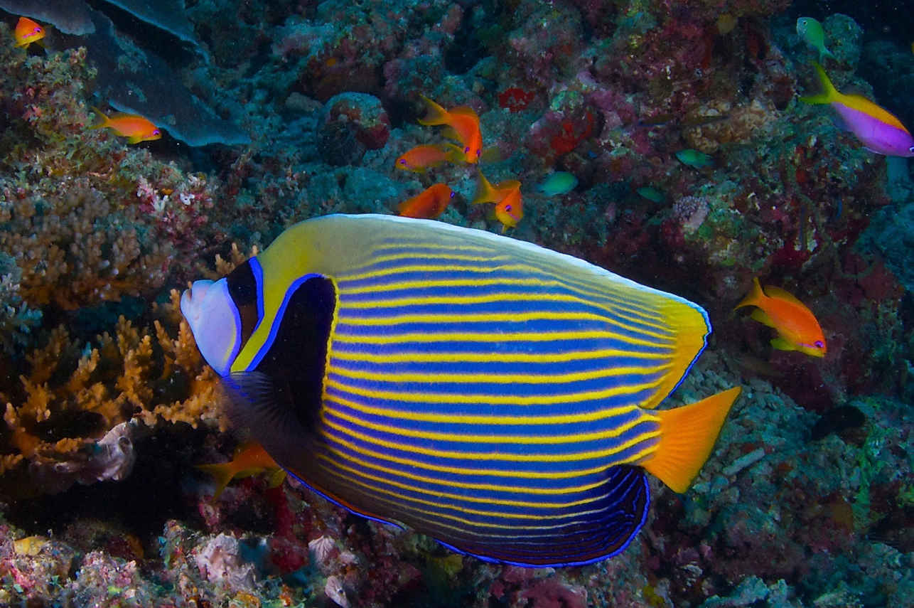 Maldives Aggressor II
