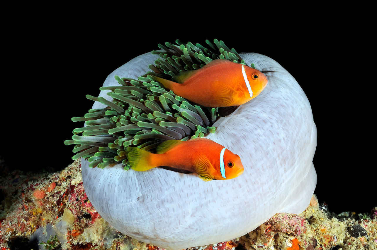 Maldives Aggressor II