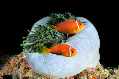 Maldives Aggressor II