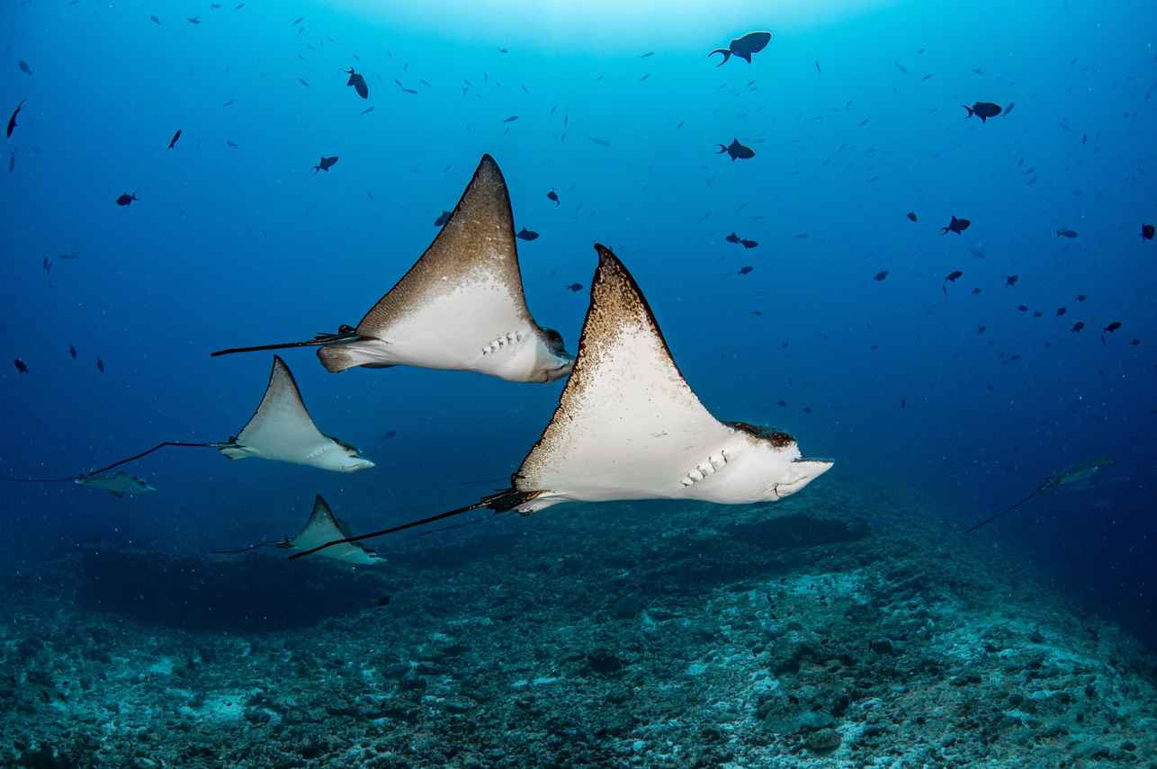 Maldives Master Image