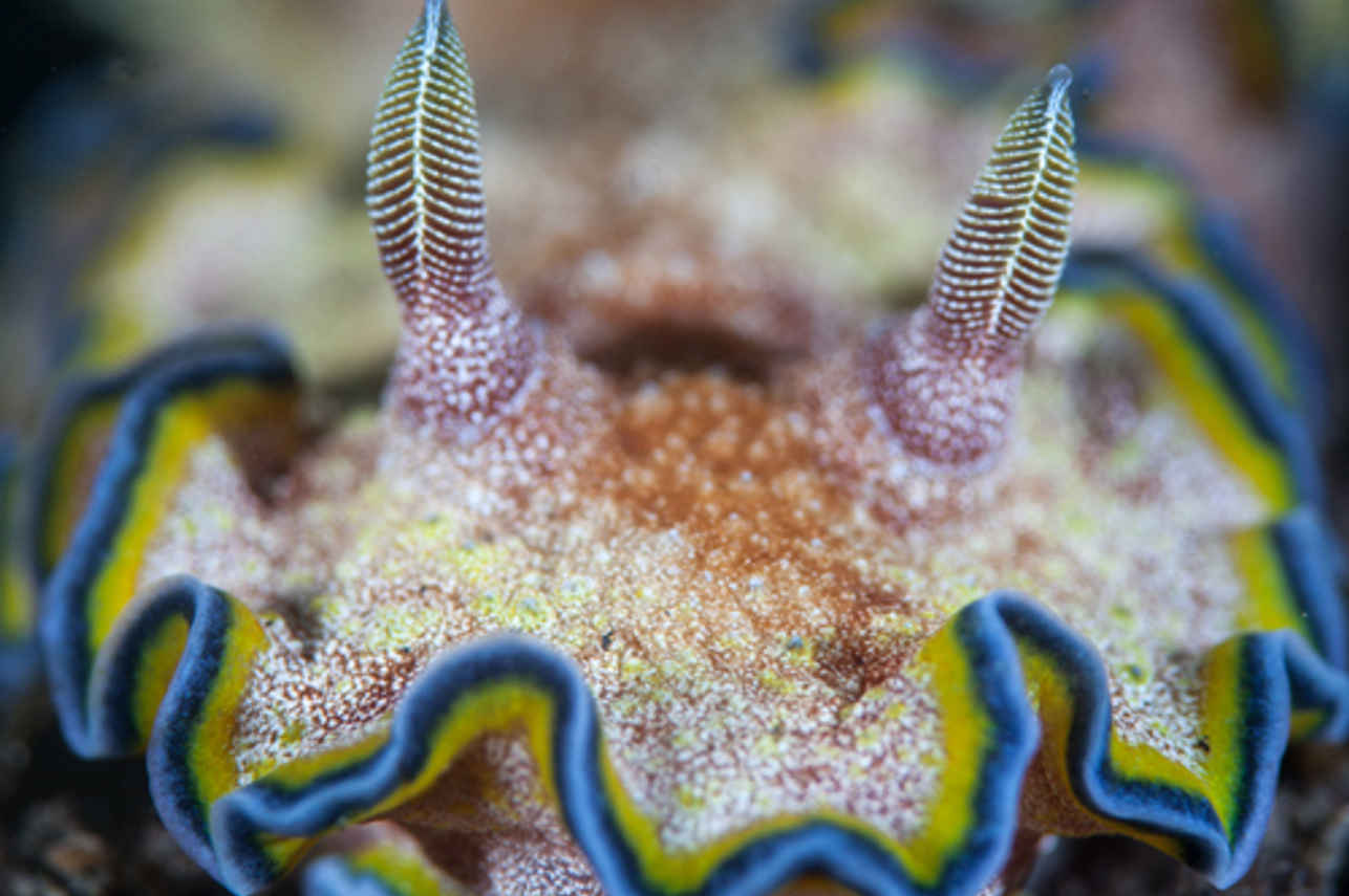 Manta Queen 1