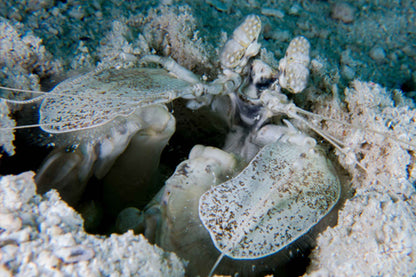 Manta Queen 1
