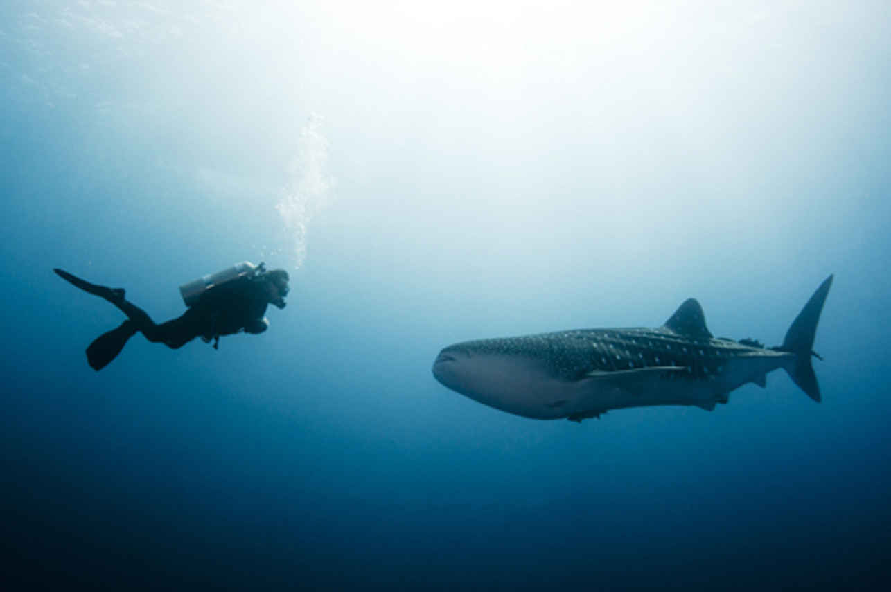 Manta Queen 2 Image