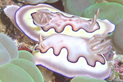 Manta Queen 3