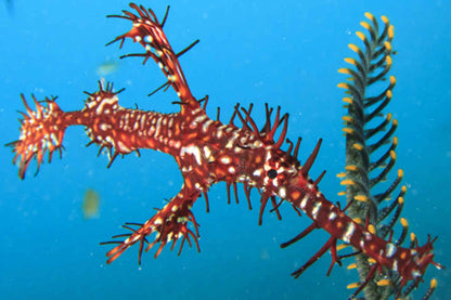 Manta Queen 7