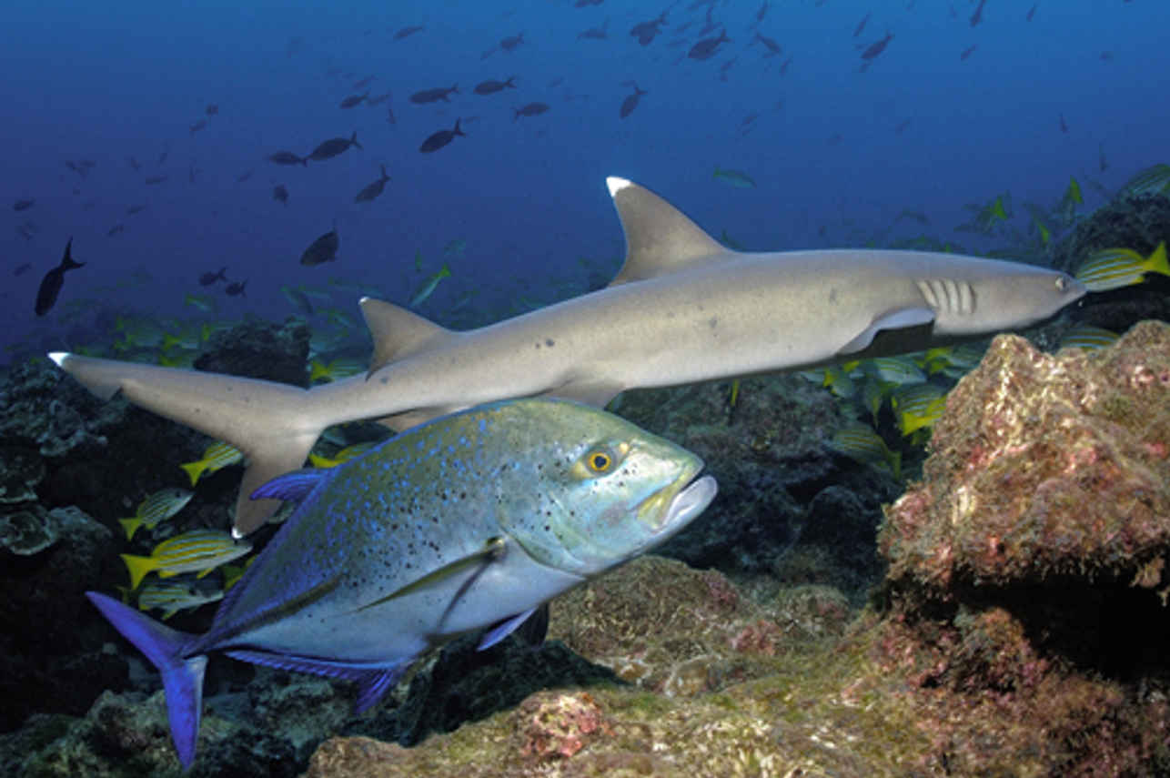 Manta Queen 8 Liveaboard