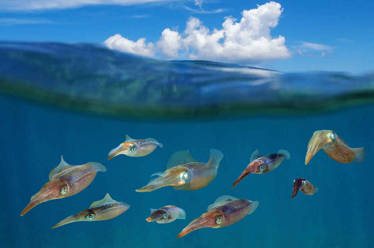 Manta Queen 8 Liveaboard