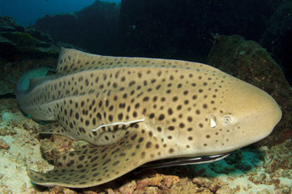 Manta Queen 8 Liveaboard