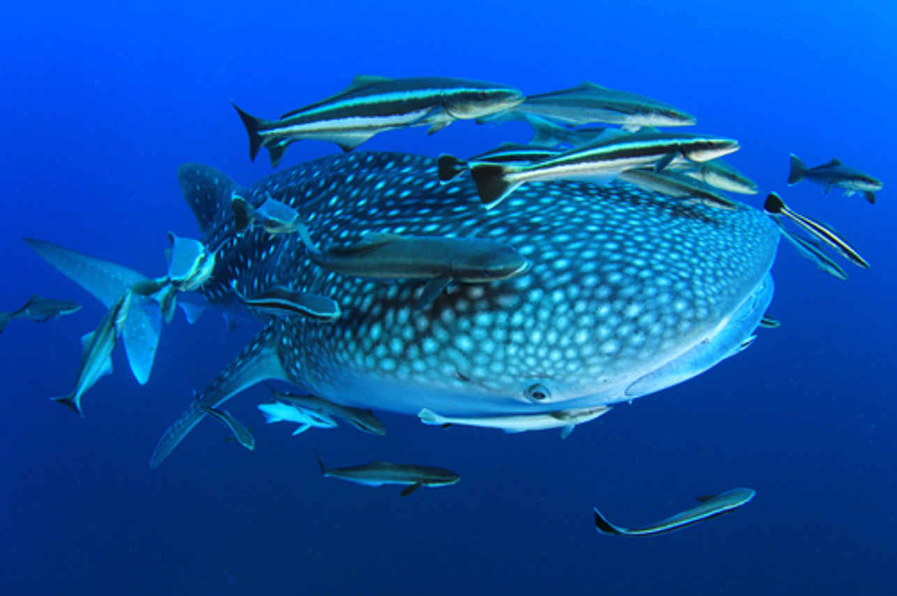 Manta Queen 8 Liveaboard