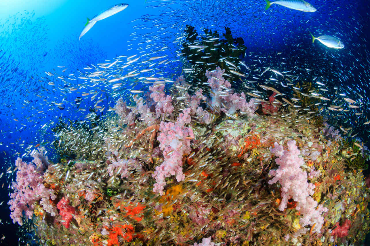 Marco Polo Liveaboard