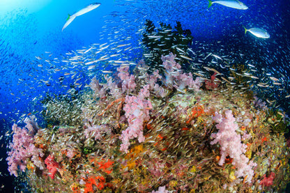 Marco Polo Liveaboard