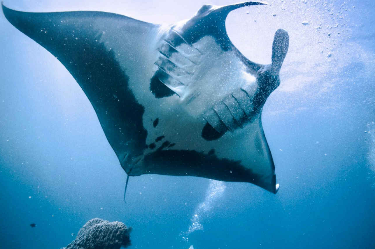 Mikumba Dua Liveaboard Image