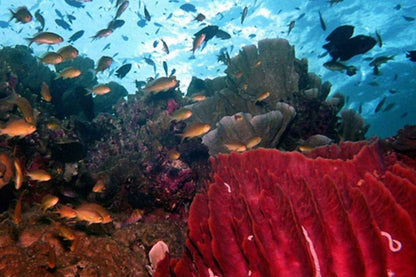 Moana Liveaboard