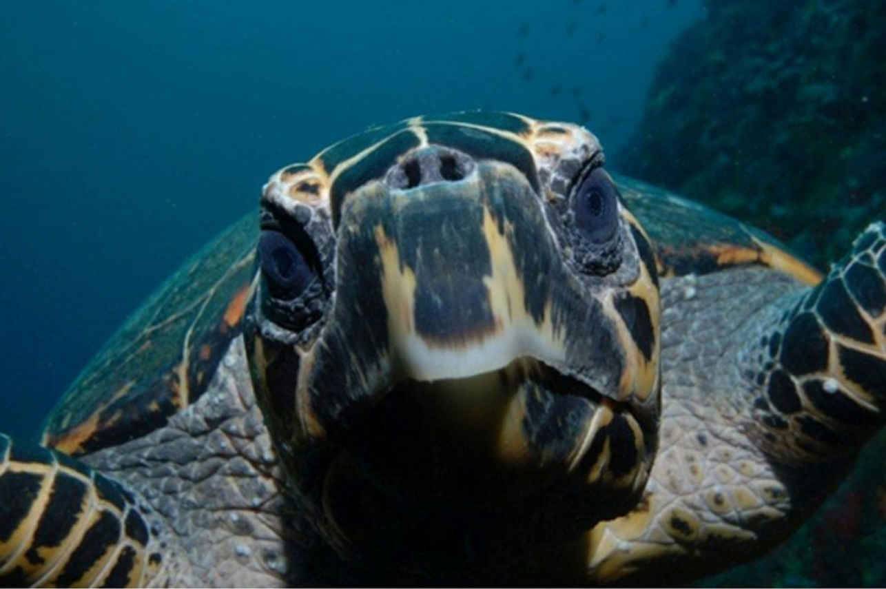 Moana Liveaboard
