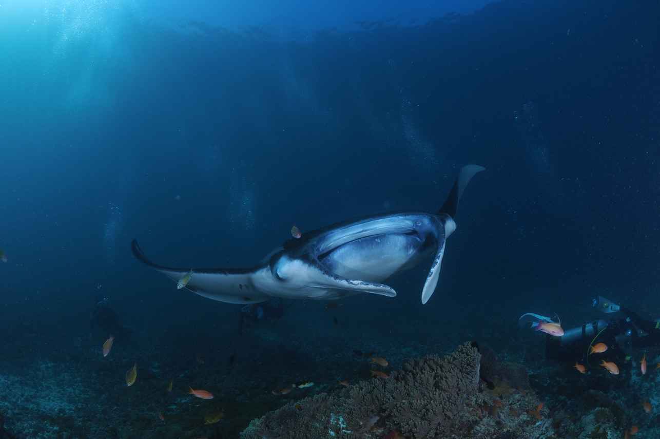 Moana Liveaboard