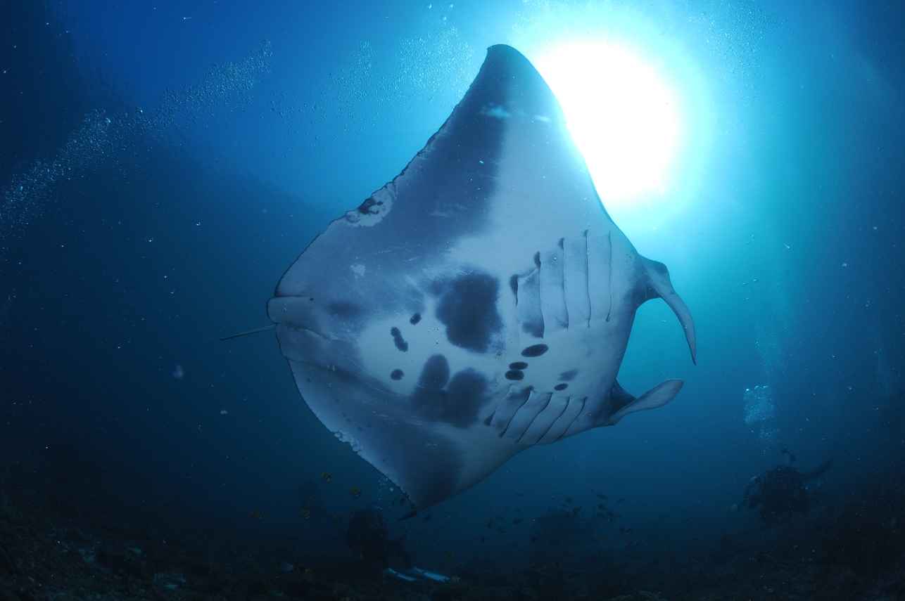 Moana Liveaboard