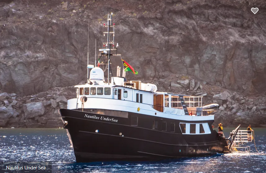 Brown boobies marine creature