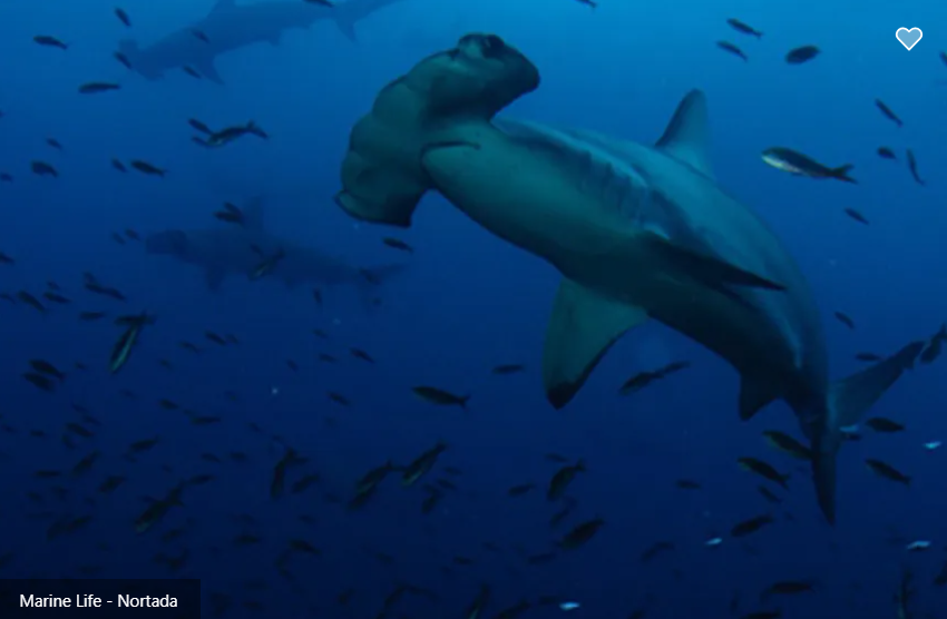 Nortada Liveaboard Image