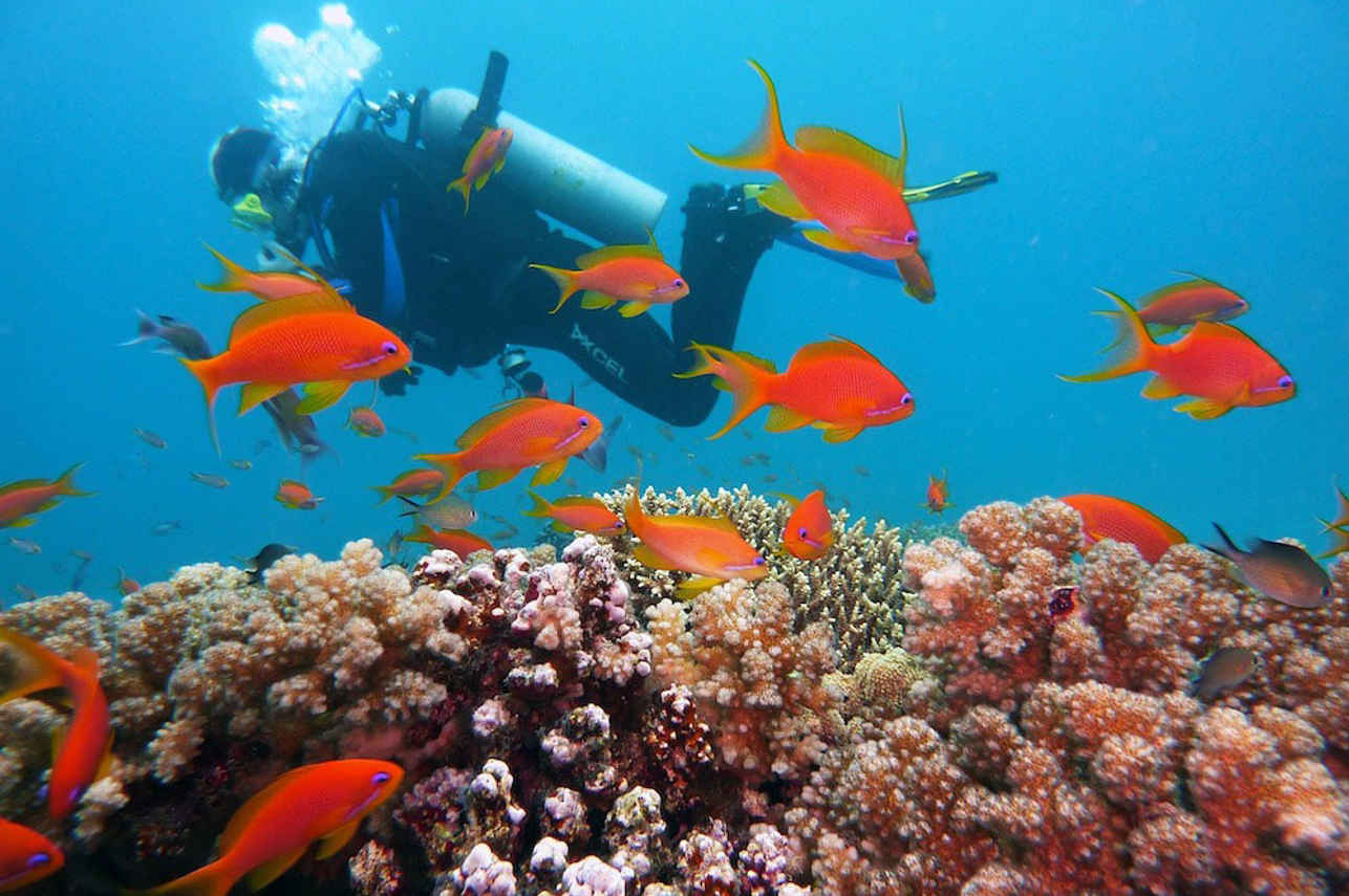 NusaTara Liveaboard