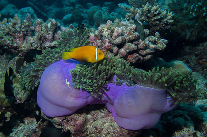 NusaTara Liveaboard
