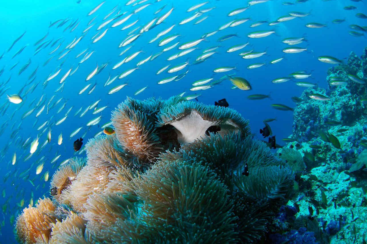NusaTara Liveaboard