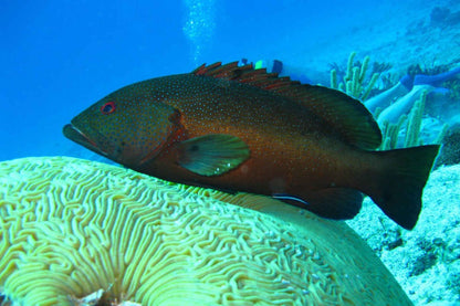 NusaTara Liveaboard
