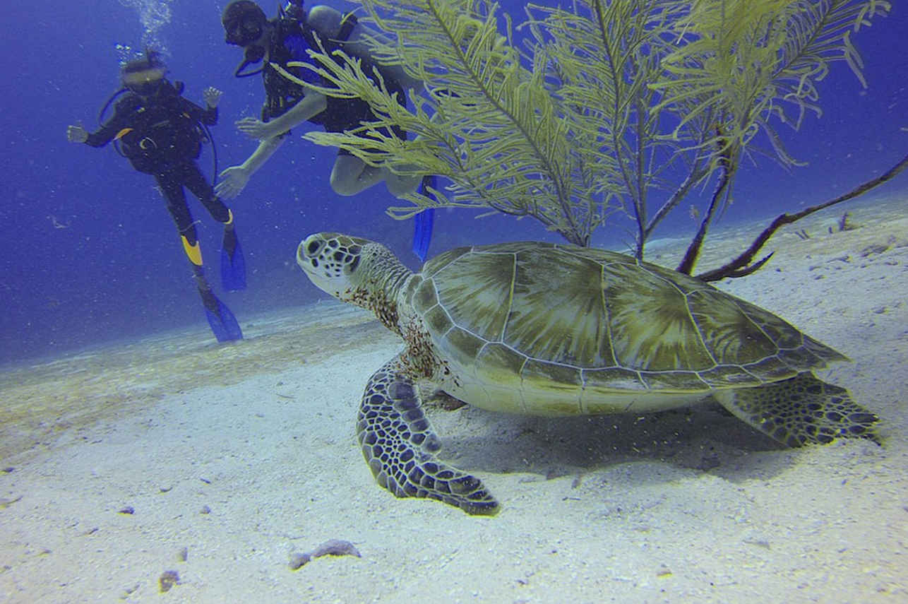 NusaTara Liveaboard