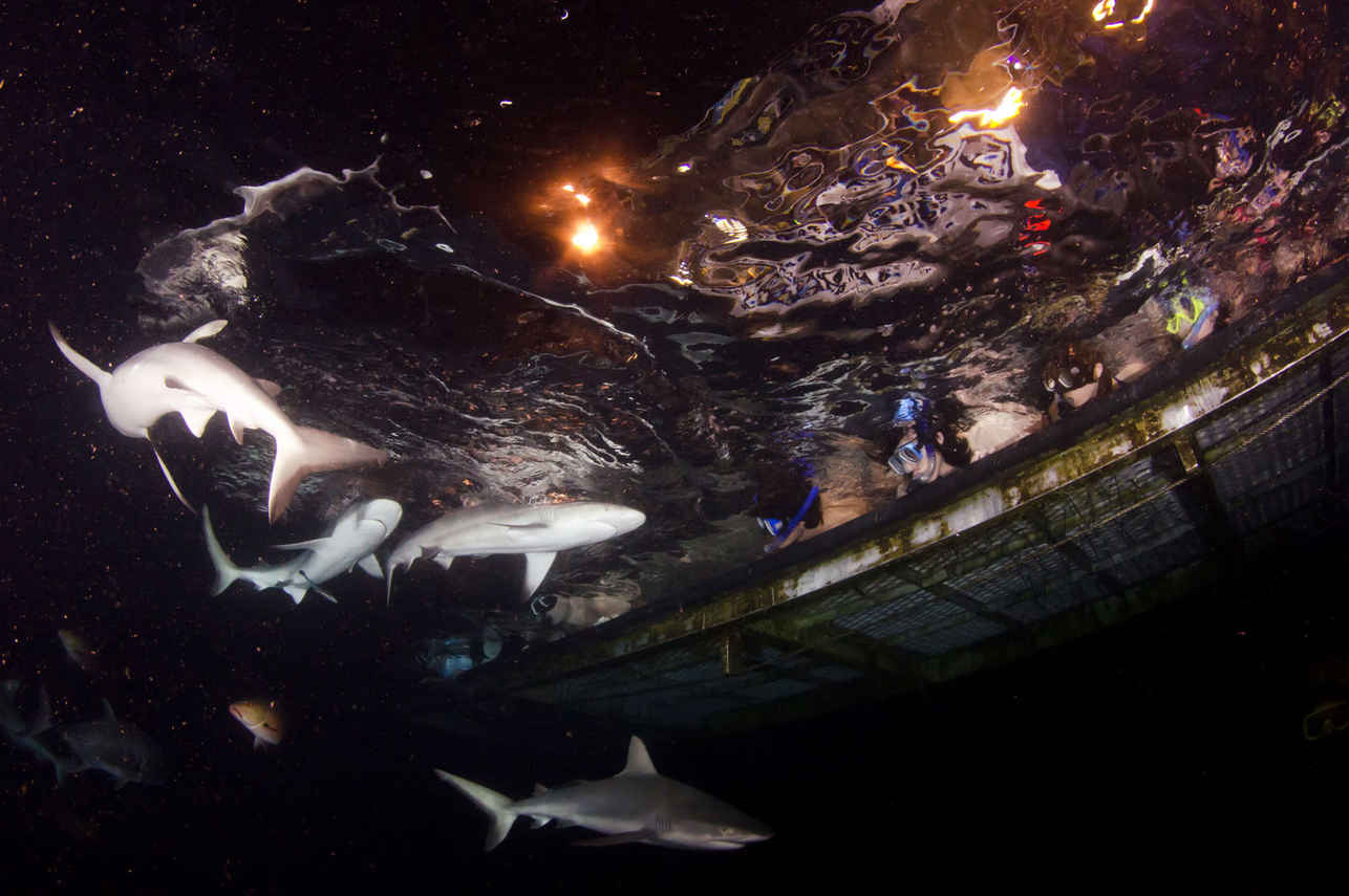 Ocean Quest Liveaboard
