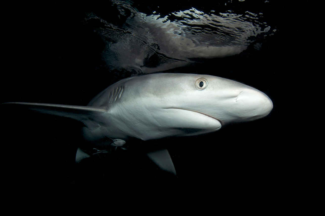 Ocean Quest Liveaboard