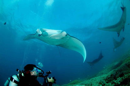 Ocean Hunter 3
