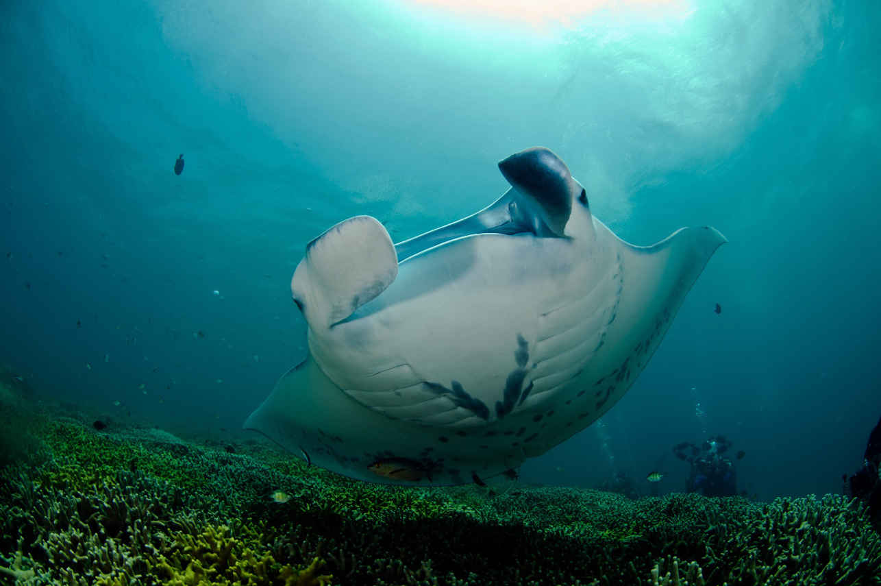 Ocean Hunter 3