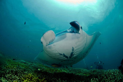 Ocean Hunter 3