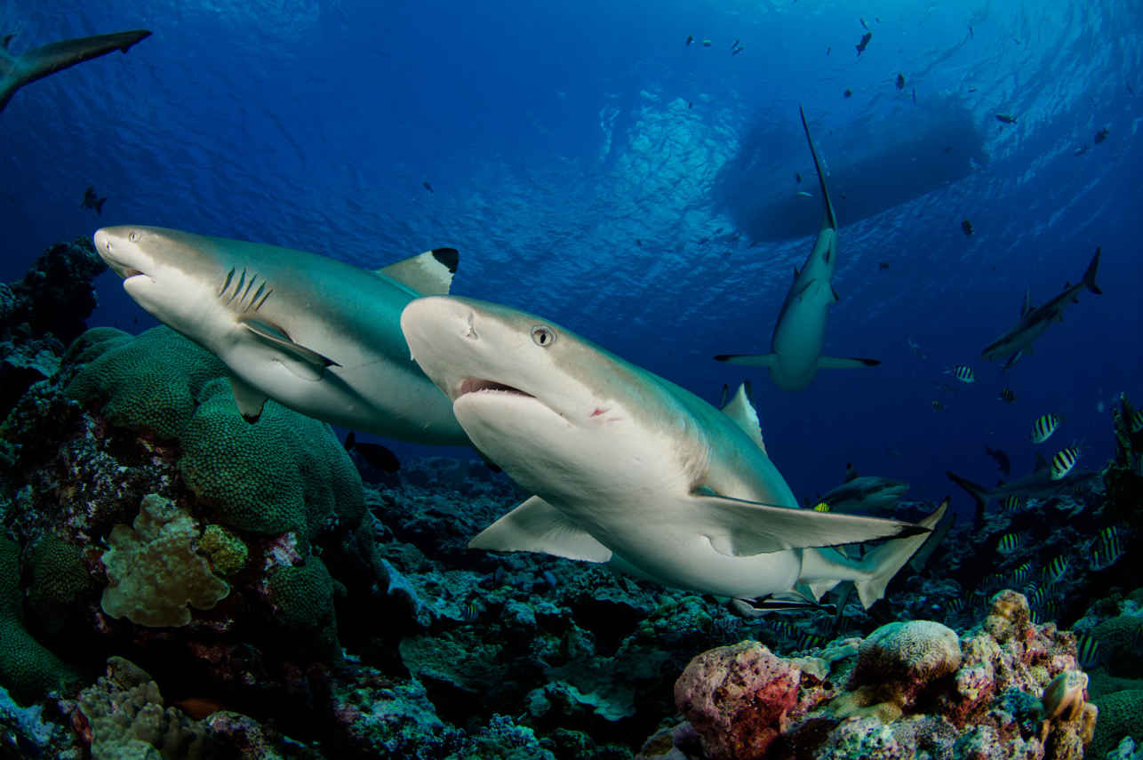 Ocean Hunter 3