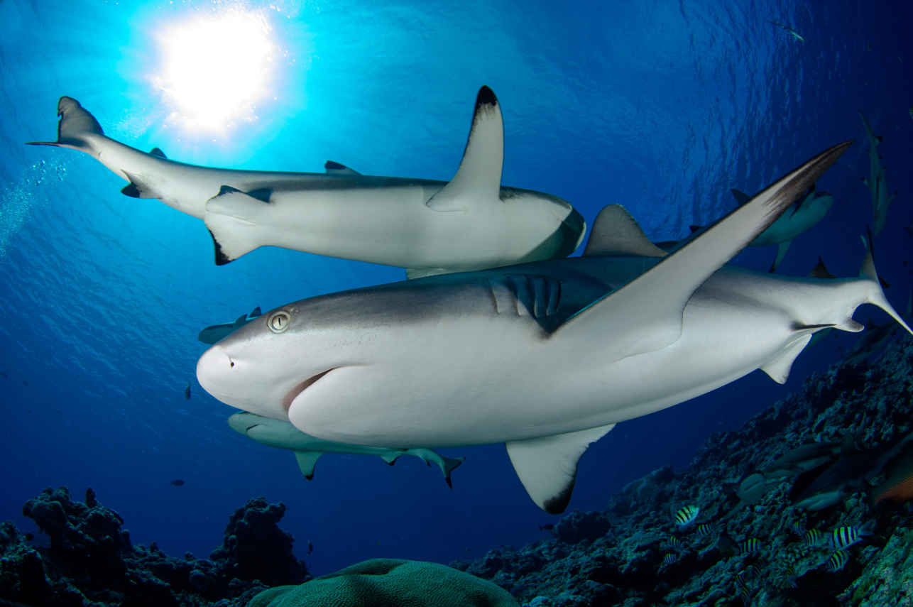 Ocean Hunter 3