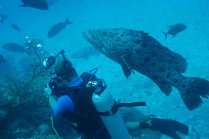 Odyssey Liveaboard