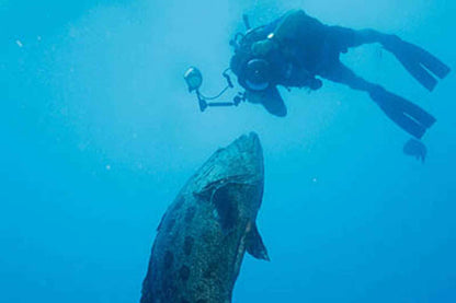 Odyssey Liveaboard